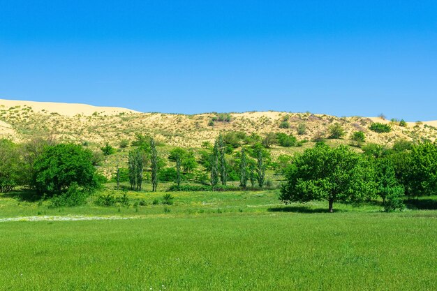 Vallée fleurie verte avec une grande dune de sable en arrière-plan