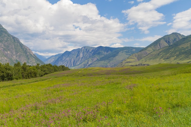 Vallée des fleurs dans les montagnes de l&#39;Altaï