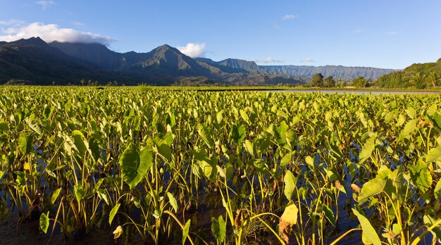 Vallée d'Hanalei à Kauai