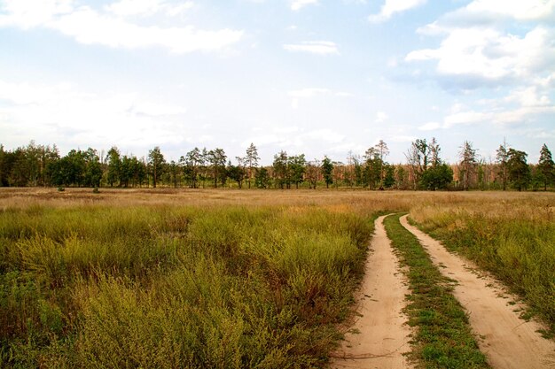 Vallée de l'herbe dans la forêt pendant l'été