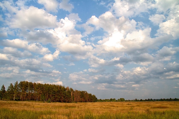 Vallée de l'herbe dans la forêt pendant l'été