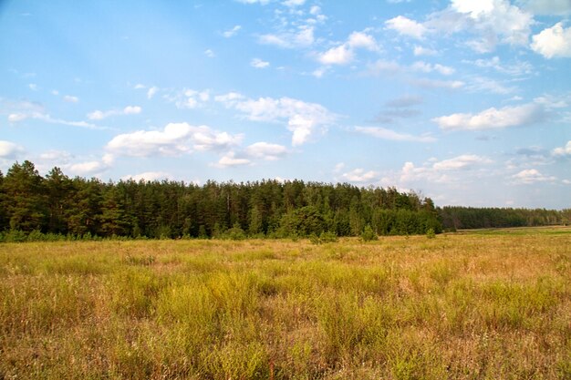 Vallée de l'herbe dans la forêt pendant l'été