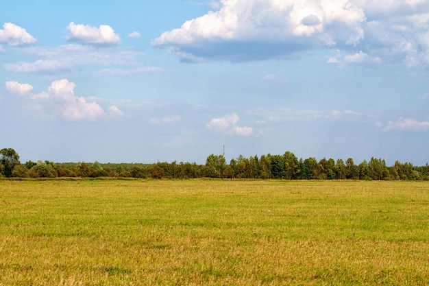 Vallée de l'herbe dans la forêt pendant l'été