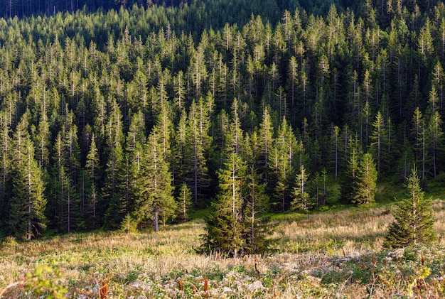 Vallée herbeuse de montagne des Carpates d'été avec des buissons de framboises sauvages et une forêt de sapins sur le versant de la montagne. Mont Ihrovets, Gorgany, Ukraine.