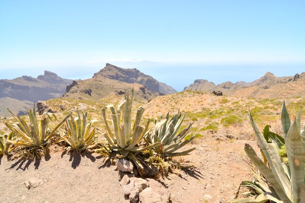 La vallée des îles Canaries