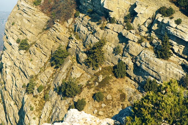 Vallée de montagne avec buisson