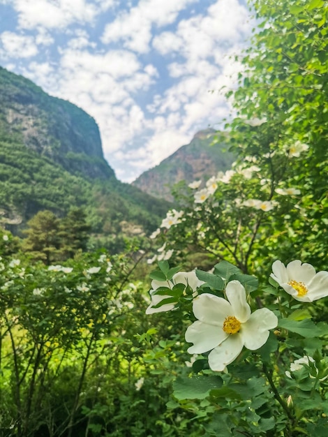 Une vallée de montagne dans la gorge de la rivière CherekBalkar à proximité du Caucase d'Ushtulu