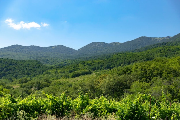 Vallée de montagne avec printemps vert Vignoble, paysage. Copiez l'espace. Photo de haute qualité