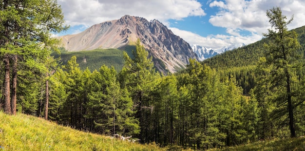 Une vallée pittoresque dans les montagnes de l'Altaï envahie par la forêt, jour d'été