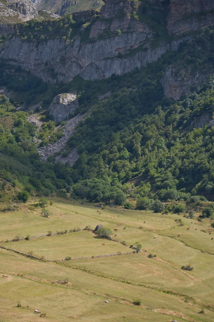 Vallée avec des vaches au pâturage