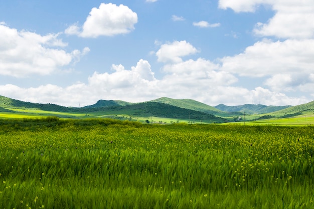 Vallée verte et champ, paysage de printemps en Géorgie