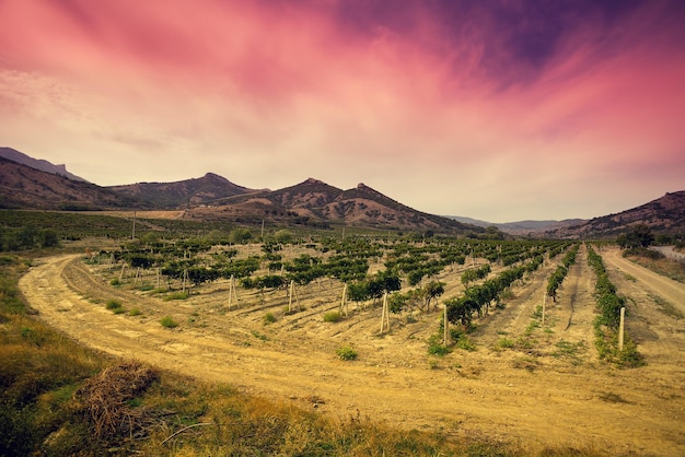 Une vallée de vignes contre la montagne au coucher du soleil