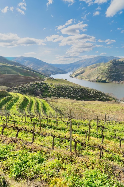 Vallée viticole du Douro