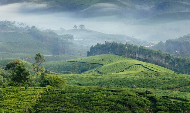 Vallées Vertes Des Plantations De Thé De Montagne à Munnar