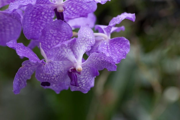 Vanda bleue sur une branche à l'extérieur.