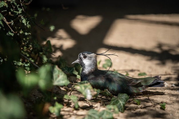 Photo vanellus se reposant allongé dans un endroit confortable