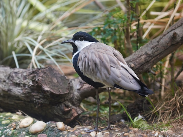 Vanneau éperonné Vanellus spinosus