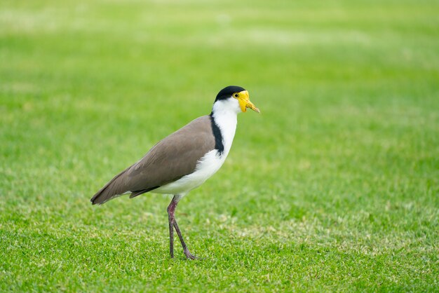 Vanneau masqué (Vanellus miles)