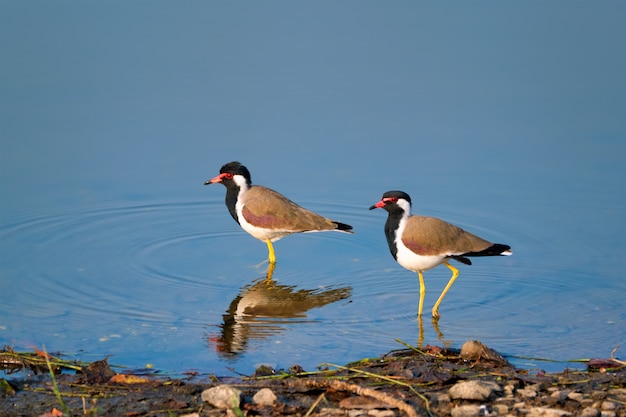 Le vanneau roux Vanellus indicus dans un lac