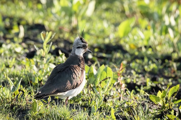 Vanneau, Vanneau du Nord dans l'herbe (Vanellus vanellus) Peewit