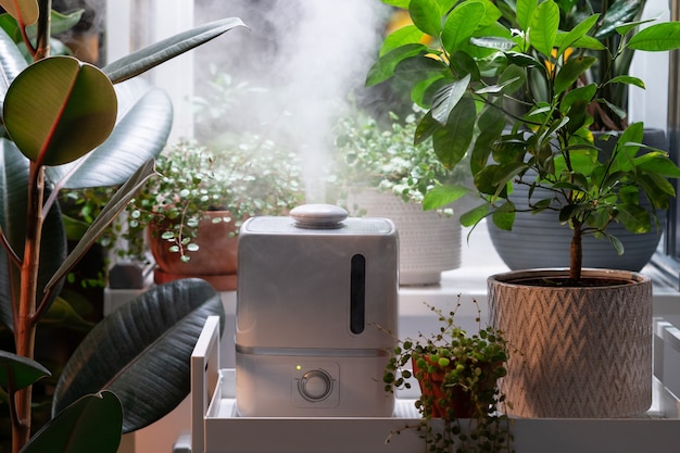 La vapeur de l'humidificateur humidifie l'air sec entouré de plantes d'intérieur d'intérieur soins des plantes de jardin