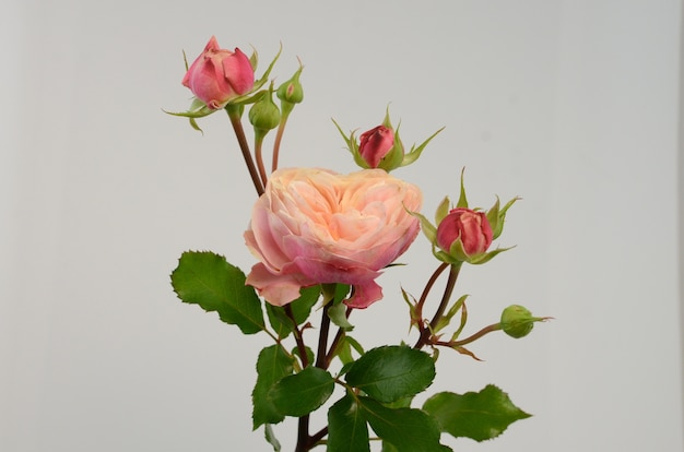 Photo vaporisateur d'été rose pomponella rose sur fond blanc