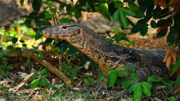 Un varan qui sort des buissons