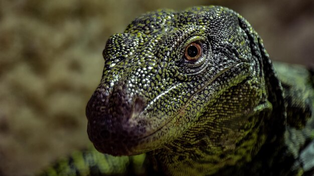 Varanus salvadorien