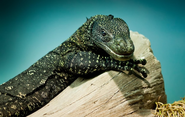 Varanus salvadorii est assis sur un arbre