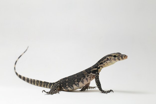 Varanus salvator Moniteur d'eau asiatique isolé sur un blanc