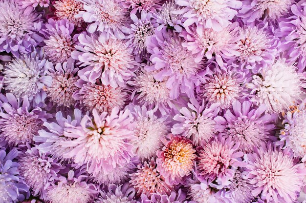 Variété d'aster pourpre