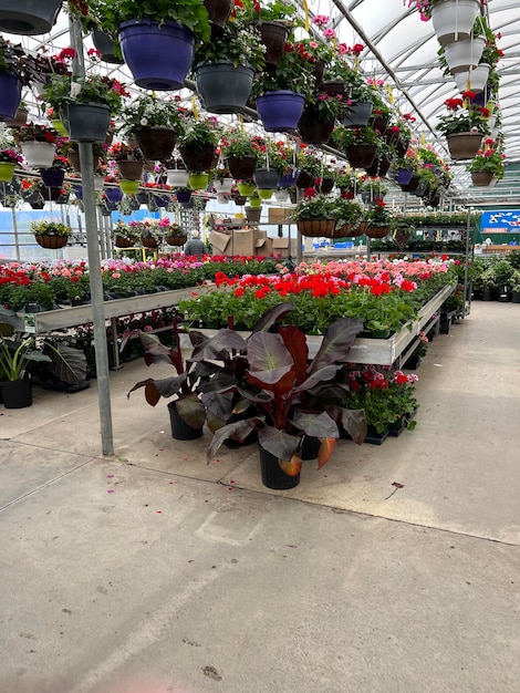 une variété de beaux roses empilées sur le magasin de plantes