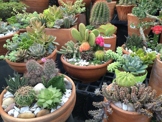 Variété de cactus dans les pots d&#39;argile, marché du jardin