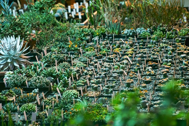 Une variété de cactus exposés dans une ferme de cactus. Fond écologique dans des couleurs neutres avec des plantes succulentes en pot.