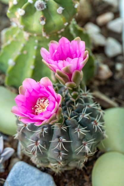 Variété de cactus en fleurs dans le jardin