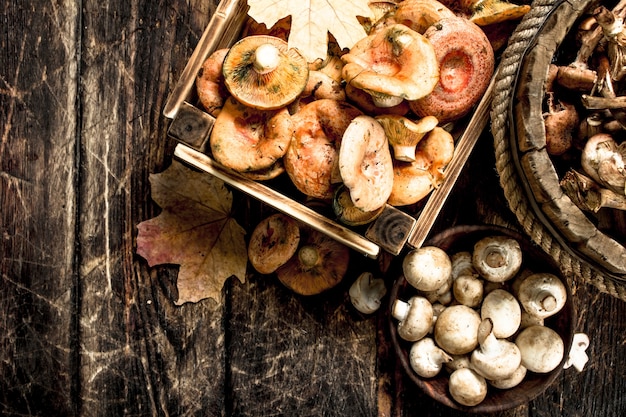 Variété de champignons d'automne.