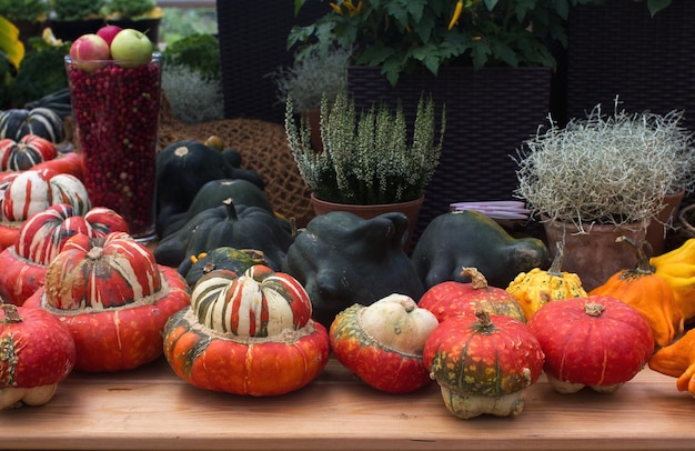 Variété de citrouilles colorées sur le marché des agriculteurs saisonniers récolte d'automne légumes décoratifs pour la mise au point sélective de la fête d'automne