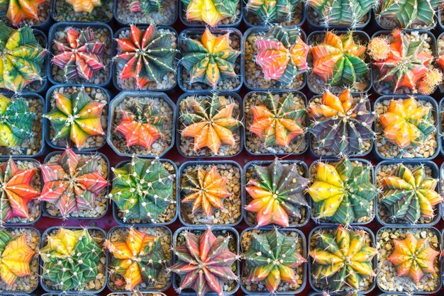 Photo une variété colorée de cactus greffés