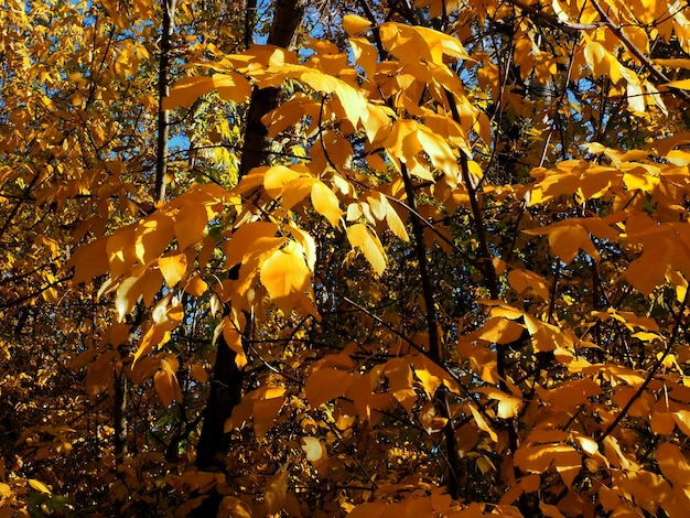 variété de couleurs d'automne