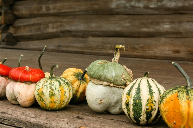 Une variété de courges d'hiver alignées dans une rangée