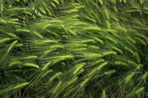 variété de cultures céréalières orge d'hiver oreilles de vert gros plan vue de haut