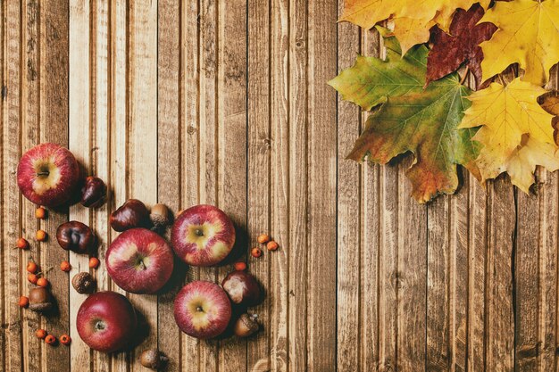 Variété de feuilles d'automne