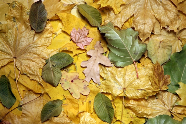 La variété des feuilles tombées d'automne se bouchent