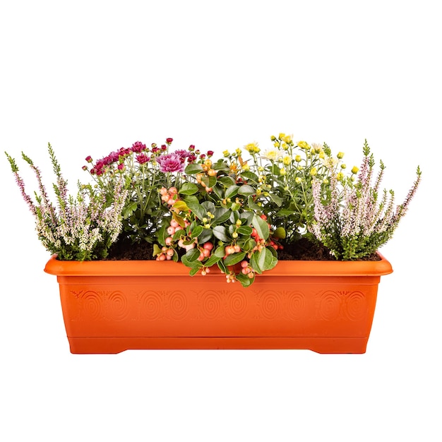 Variété de fleurs dans des pots