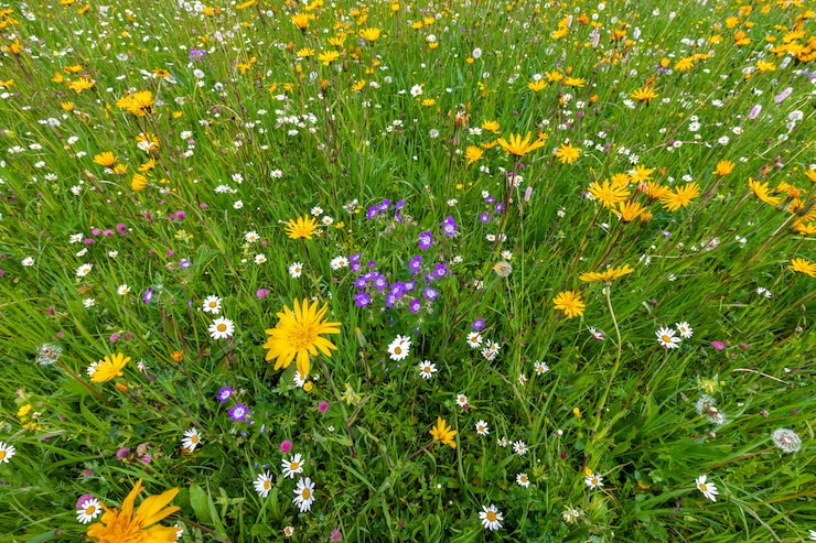 Photo variété de fleurs sauvages lumineuses dans une prairie alpine dans les alpes italiennes