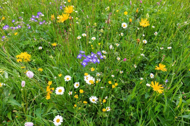 Variété de fleurs sauvages lumineuses dans une prairie alpine dans les Alpes italiennes