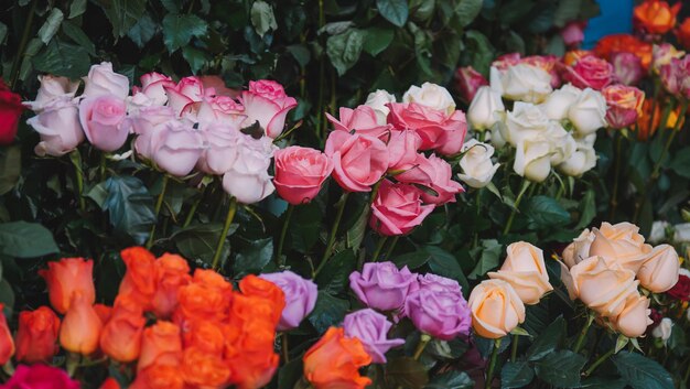 Une variété de fleurs sont affichées dans un magasin.