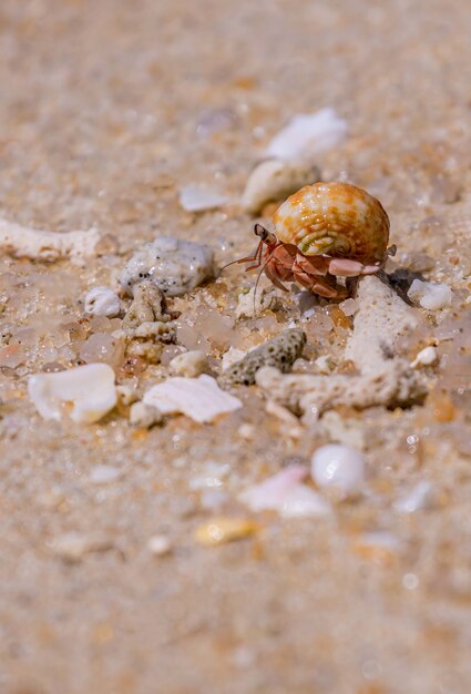 Une variété de forme de crabes ermites