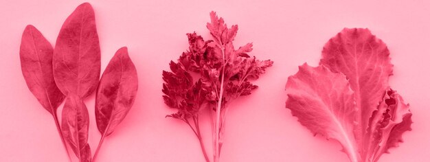 Variété de légumes verts laitue persil épinards sur fond beige concept d'aliments sains image teintée couleur de l'année 2023 viva magenta