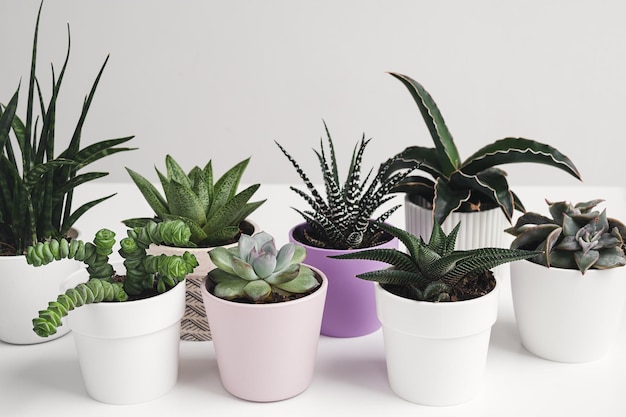 Une variété de mini-plantes succulentes